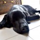 al pequeño jagger le gusta dormir casi todo el dia y en las tardes salir a jugar 