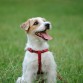 Jack Russell terrier Kuba