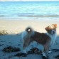 Lucho en la playa