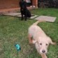 Layla jugando con Tayra