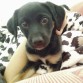 9 semanas
mestiza de labrador retriever y boxer