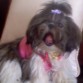 SOY LA PERRITA MAS LINDA Y ME AMAN TODOS MUCHOOOOOOOOOOOOO