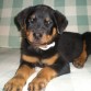 Goran de cachorrito