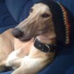 un galgo que se relaja y se llega a dormir con Reggae