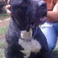 Bandog