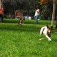 Tras la pelota con Canela, Mancha y Kobu (de izquierda a derecha)