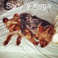 Sady y Xispa. 
Xispa es la siguiente hija de Sady, de la segunta camada tuvo 5 cachorros.
Cispa le gusta mucho jugar con la pelota, te la trae y la lanzas. Se lleva muy bien con piluka, que juega con ella.