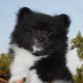 2 hermoso de Pomerania cachorro para la venta, que son grandes con la gente y otros animales domésticos, 1 niño

y 1 chica, absolutamente adorable, ahora son 9 semanas de edad y están bien socializados también lo son

listo para ir a allí nuevos hogares ahora, harán pe ideales .... para mas me golpeó en 