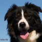 Border collie, hijo y nieto de campeones del mundo de pastoreo. Preparado por Aled Owen para Border Collie La Solanilla