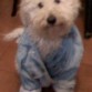 Le encanta que lo vistan, ahi tenia puesta su camperita de jean y posaba para la foto =)