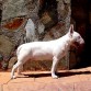 Rumba, bull terrier miniatura de 9 meses