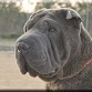 Soy Sauron,  macho de color azul.
Soy el gran semental de la casa y estoy disponible para shar peis guapas que busquen novio.....