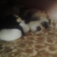 Spike durmiendo con su peluche gemelo:3