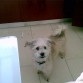 bonitoo