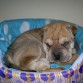 hola a tod@s me llamo torby y soy un shar pei muy dormilon :P