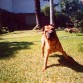 Mi whisky jugando en el jardin, creo que aqui tenia 5 años... es hermoso y lo adoro.