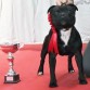 CH ZEUS DE EL DORADOSTAFF
CAMPEON DE ARAGON 2011
CAMPEON DE ESPAÑA 2012