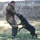 Recomendado y apto de cría del Club Rottweiler España 2011
Juez: Sr. Marco Scardassa
Figurante: Xabier Castro Tourís 
Perro: Yngo del Norte