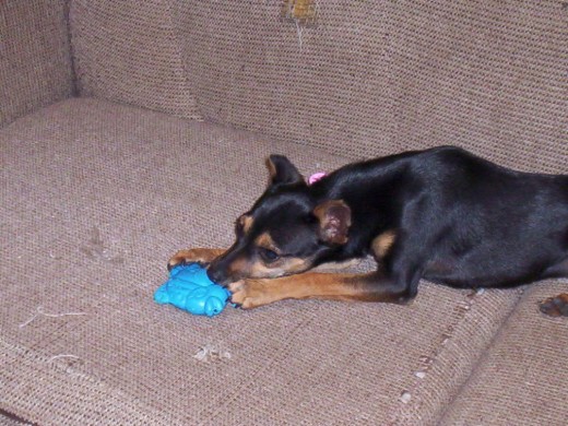 Aquí esta  mi perrita jugando con su pez,ella es muy tierna y le gusta mucho jugar con otros perros o niños(as)