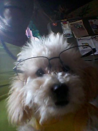 Apolo Intelectual