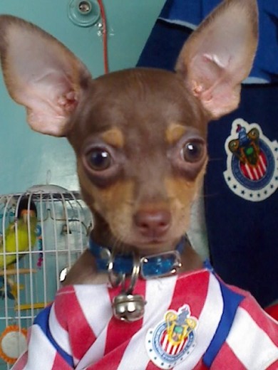 el primero de miss amores Chihuahuas, es el mas cariñoso noble y lindo de los 4, simplemente es MI KOFY 