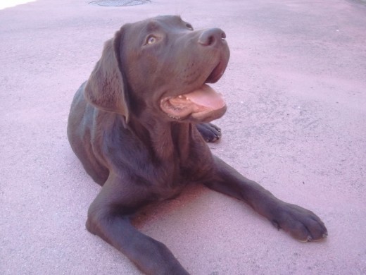 Esperando chuche...