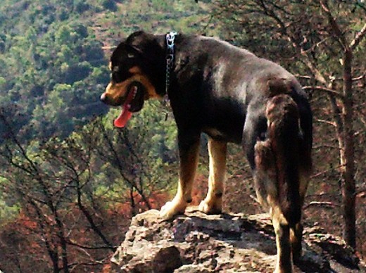 En la Penya de Bruguera, cerca de casa