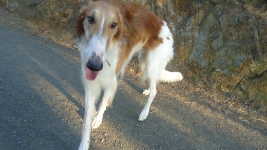 Byron en el campo