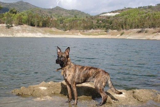 Paseo al pantano de Riudecañes, provincia de Tarragona... le encanta jugar en el agua, domingo por la mañana con Lenon su inseparable amigo, nuestro otro perro.