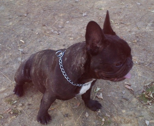 Nany en el parque, buscando su próximo objetivo (una piña de pino para jugar....)