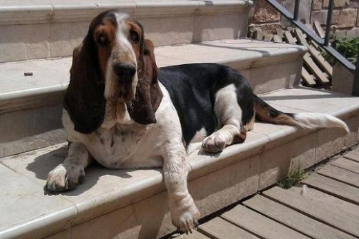 Que queries que os explique de una BASSET,