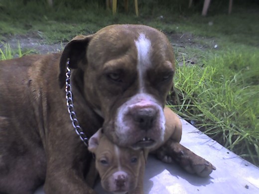 Ella es Nalha, la rescate de ser atropellada, venia preñada, en la foto aparece Tyson, un cachorro que me quede los demás los regalamos,