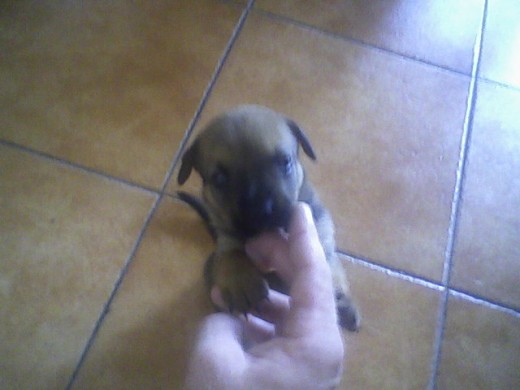 que pequeñitaaa, me la dieron con 3 semanas.....la iba a dar a la perrera y me dio pena asi que la criamos mi pareja y yo, con micho cariño
