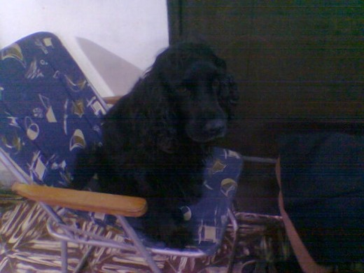 Mi perro el comodito en su sillón favorito
