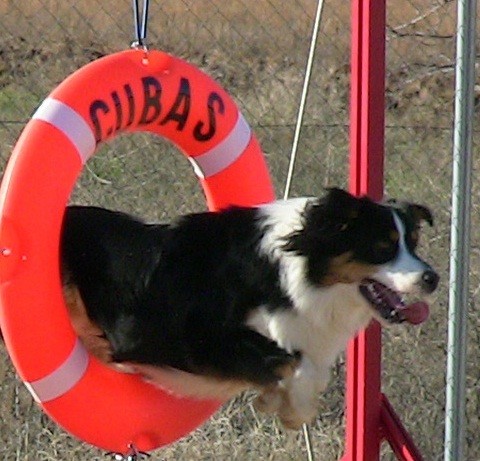 Oscuro entrenando para competir en Agility, cuándo cumpla 18 meses.
También entrena en Flyball, y se le da estupendamente.