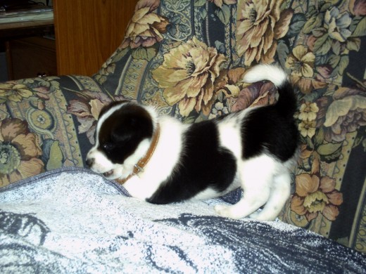 Este es Goofy......un precioso cachorro de Border Collie......acaba de cumplir dos meses....