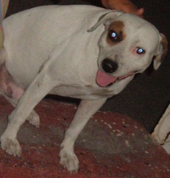 perro callejero que mordieron... le partieron la mandibular inferior...lo mandamos a operar y lo estamos cuidando mientras se recupera.