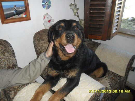 El perro mas bello, tierno, fiel, protector del mundo, Lo amo, aun que es un asesino de gatos por Naturaleza por un perro extraño o un Gato pierde el control jijijj
