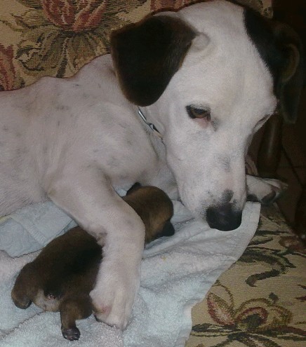 Se llama Pancho en recuerdo de su abuelo, el famoso Pancho de la loteria.
De una de las camadas de cachorros de este famoso perro televisivo nació Brenda, que a su vez parió a mi Pancho.
Y por circunstancias de la vida, la pareja que se lo iba a quedar riñó con la novia y un veterinario amigo de ellos me lo ofreció, nada mas verle la carita no pude rechazarlo, para mí es guapísimo.