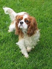 es muy cariñosa con su dueña y no le gustan los desconocidos, si hacen algo que no le guste le muerde pero eso es muy poco probable, es tímida. Pero con el veterinario es tambien cariñosa, un poco