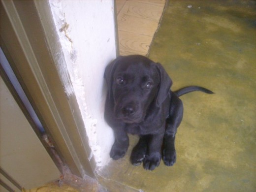 hachi dos meses de vida y de alegria para mi vida 