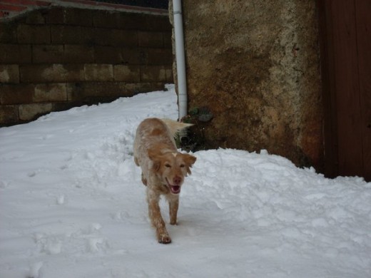 Ira corriendo por la nieve, su afición.