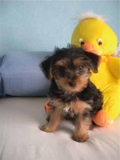 sta s l princesita d l kasa,l gusta dormir muxo jugar a ratos acers pis x to2 lados y no muxo komer,una xika mu wapa q aguanta a un perro q s un abuelete