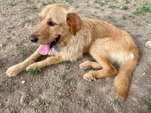 Loki descansando tras un rato de juego