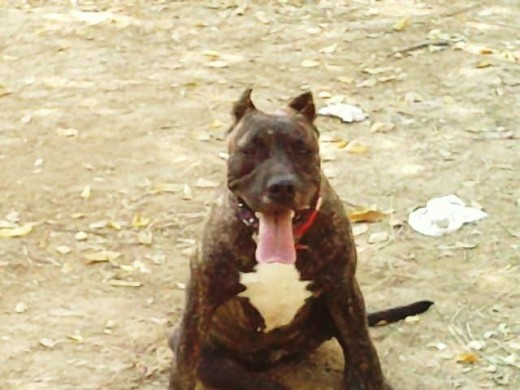 en una perrita de casi 10 meses color atigrada con la corbata del pecho blanca y la puntita de las patas igual.