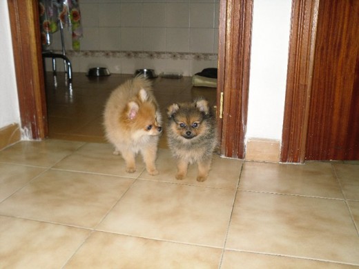 Os presento a mis dos cachorros de pomerania. El macho es el de color naranja (Rayo) tiene 4 meses. La hembra es la pequeña de la familia, tiene tan sólo 2 meses (Chispita)