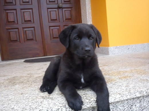 2 meses