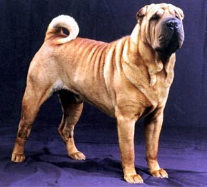 ese es mi perro shar pei tiene 8 años le estamos buscando una hembra para cria 