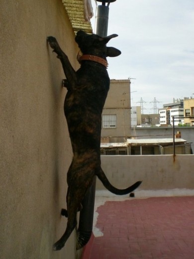 esta es shira escalada vertical