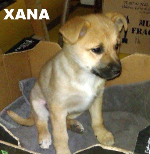 Xana, una cachorrita de dos meses y medio, cruce de pastor alemán, muy cariñosa y sociable. Está en una casa de acogida.
